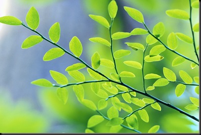liquidation  administration forestry schemes