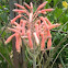 Aloe