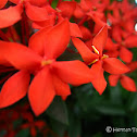 Ixora (unknown)