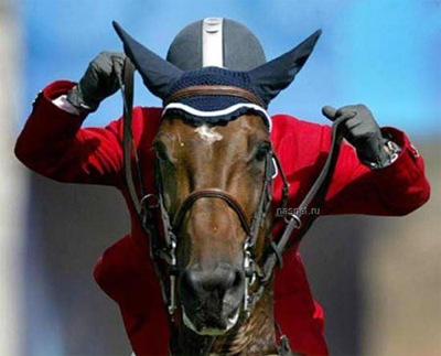 horse horse