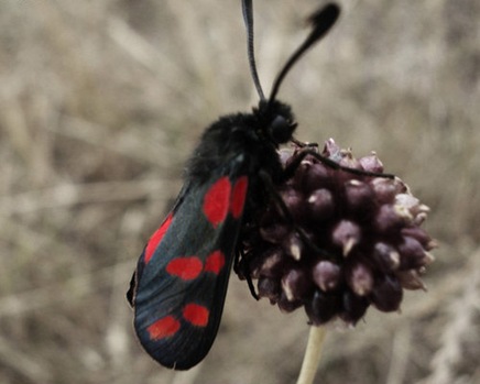 theinsectbyverzaubertrocken