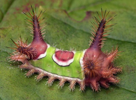 saddlebackcaterpillar