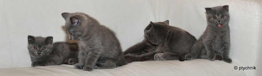 ПУШИСТЫЙ МИР 