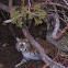 Bobcat