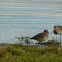 Black-tailed Godwit