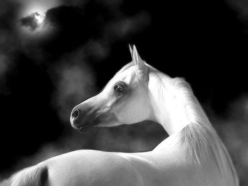 eqine