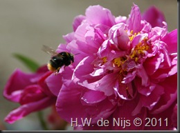 Flight of the Bumblebee Flight of the Bumblebee