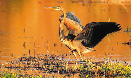 Birds El. Venizelos