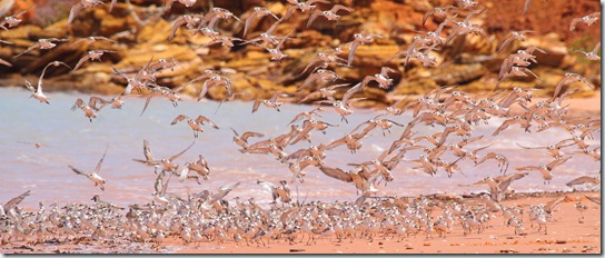 Roost_8109_1 Roost_8109_1