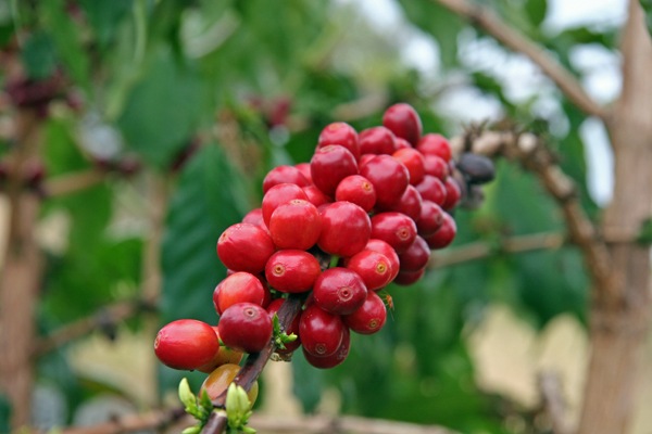 [Kona Coffee1[2].jpg]