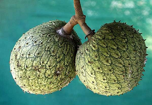 [Annona_montana[2].jpg]