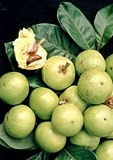 [Pouteria_macrophylla[2].jpg]