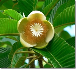 Dillenia-indica Dillenia-indica