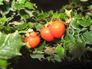 [malpighiacoccinia1[2].jpg]