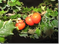 malpighiacoccinia1 malpighiacoccinia1