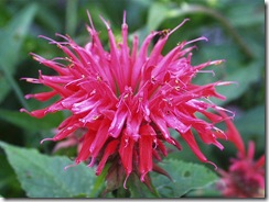 Monarda didyma