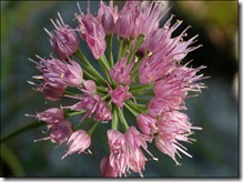 aaa allium senescens