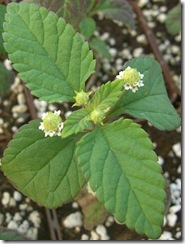 lipdulcis lipdulcis