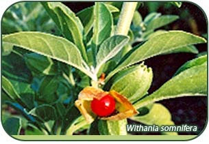 [withania s[2].jpg]