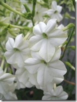 nicotiana_alata_grandiflora