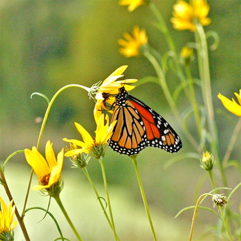 [Helianthusalicifolius1[3].jpg]