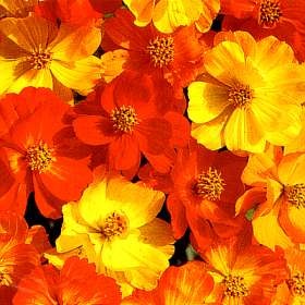[Cosmos sulphureus[2].jpg]