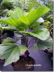 Licuala grandis