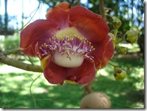 Canonball Tree flowers