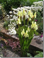 Roscoeacautleyoides1