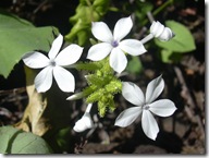 Plumbagozeylanica