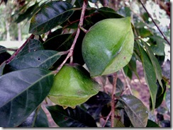 Cambuci