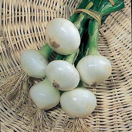 [Onion Paris[2].jpg]