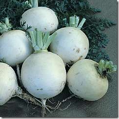 Turnip SnowBall