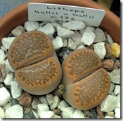 Lithopshalliivhallii