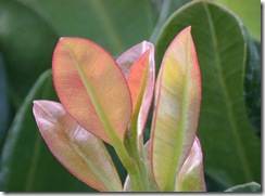 PimentaRacemosa PimentaRacemosa