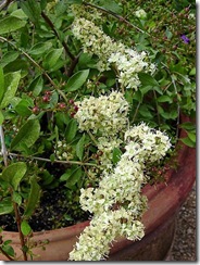 Reseda odorata