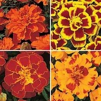[Tagetes[2].jpg]
