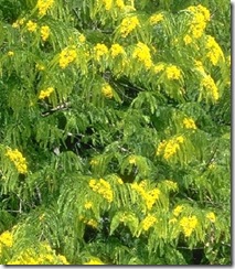 poeppigia_procera