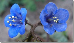 Californiabluebell