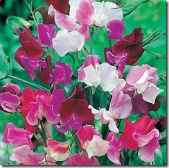 lathyrus