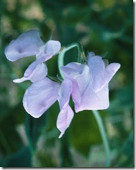 lathyrus lavander