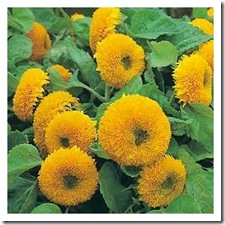 Girasol Urso de Pelucia (3)