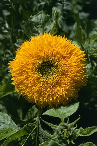 [Girasol Urso de Pelucia[2].jpg]