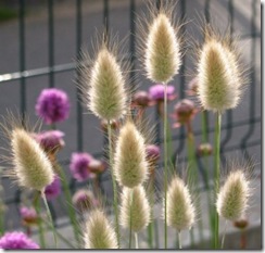 Lagurus1