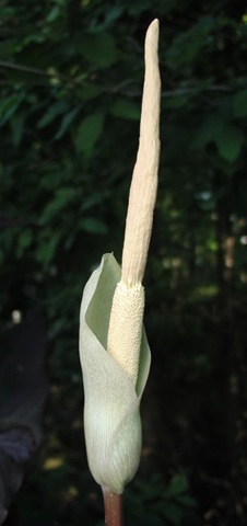 [Amorphophallusatroviridis[3].jpg]