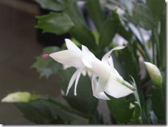 PICT0233