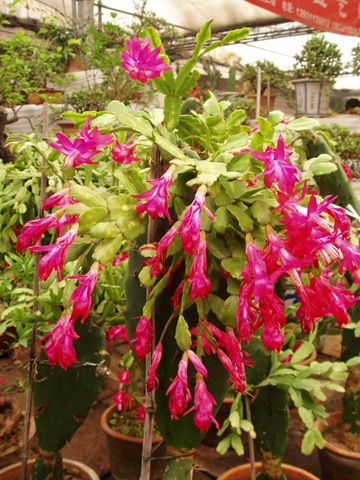 [EpiphyllumTruncatus2.jpg]