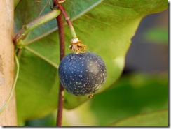 Passiflora coriacea
