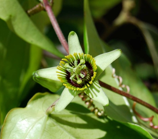 [Passiflora coriacea1[2].jpg]