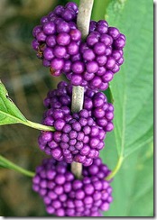 Beautyberry4 Beautyberry4